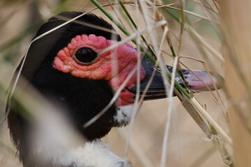 Pato escondido close up do olho © Marco