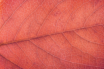 Obraz premium macrophotography of the texture of a red leaf