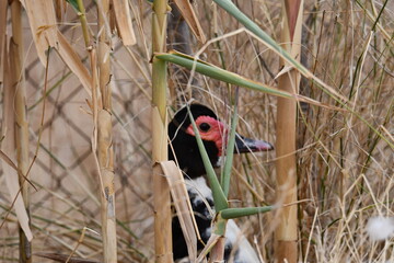 Pato escondido © Marco