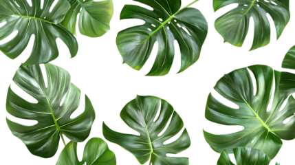 Tropical monstera leaves create a lush,isolated on white background.