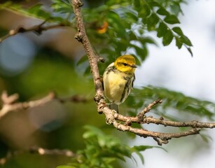 Black-throated Green Warbler