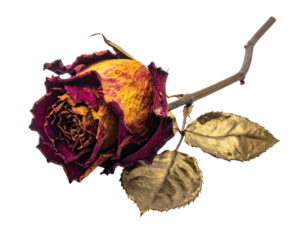 Close-up of a withered rose with gold-painted leaves against a black backdrop