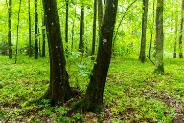 Obraz premium Trees in Bialowieza Forest in Poland