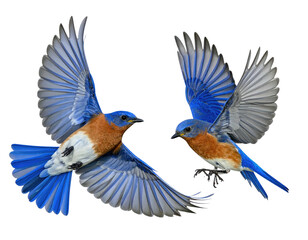 Two vibrant bluebirds in mid-flight, wings outstretched against a transparent background
