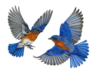 Two vibrantly colored birds with wings spread mid-flight against a black background