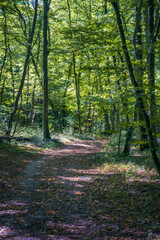 Impressions along the Tiefental hiking trail in Rheinhessen in autumn