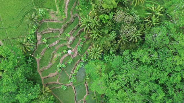 The Beauty of Terraced Rice Fields in Mount Kawi Malang | Aerial Drone View