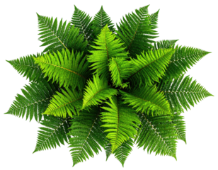 Overhead view of lush green fern with radial symmetry