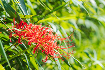 秋の花　草むらに咲く彼岸花02