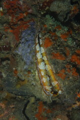tropical clam