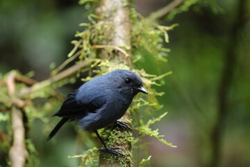 blue-grey robin (Peneothello cyanus