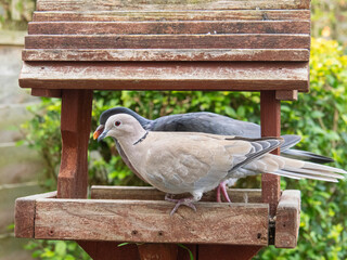 Wood Pigeon Eating Seeds on Wooden Bird Feeder. Feeder Is In A Garden.