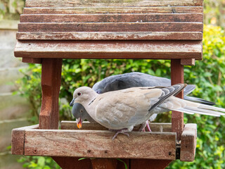 Wood Pigeon Eating Seeds on Wooden Bird Feeder. Feeder Is In A Garden.
