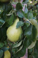 Single large, still unripe pear growing on a tree among green leaves. Natural, fresh, and organic fruit in the garden.