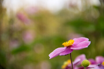 beautiful pink Japanese anemone flower