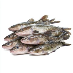 Freshly caught fish piled high, a culinary delight