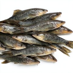 A close-up shot of a collection of freshly caught fish, arranged together. The fish are silvery-gray, with sleek bodies, and seem ready for cooking or sale