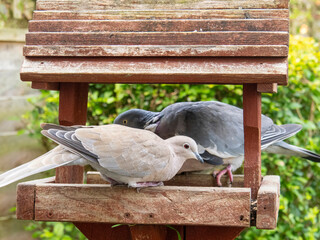 Wood Pigeon Eating Seeds on Wooden Bird Feeder. Feeder Is In A Garden.