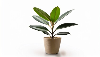 Beautiful Rubber Plant In Pot On White Background This Has Clipping Path