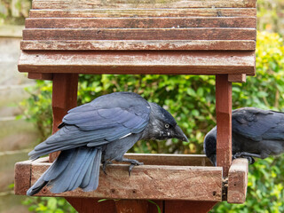 Crows and Blackbirds Eating Seeds on Wooden Bird Feeder. Feeder Is In A Garden.
