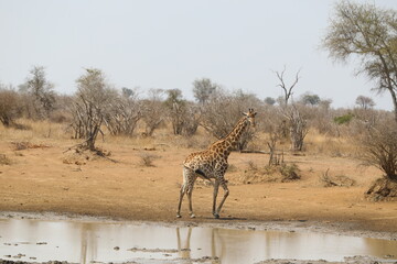 Giraffe at a river in Kruger National Park, South Africa. Wide savanna landscape safari scene.