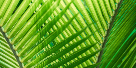 Beautiful closeup green palm leaves artistic tropical nature background natural foliage sunlight exotic plant texture summer scenery environment outdoors vibrant pattern landscape abstract wall art