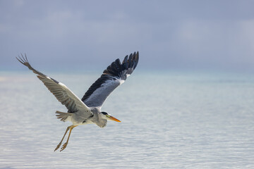 Amazing grey heron portrait flying over shallow ocean lagoon fantastic closeup bird photography tropical nature sunrise animal background elegant wildlife seascape horizon scenery exotic travel scene 