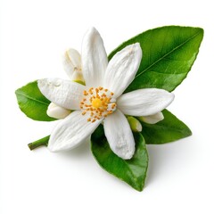 Fototapeta premium Close-up of a delicate orange blossom with vibrant green leaves