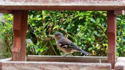Chaffinch Eating Seeds on Wooden Bird Feeder. Feeder Is In A Garden.