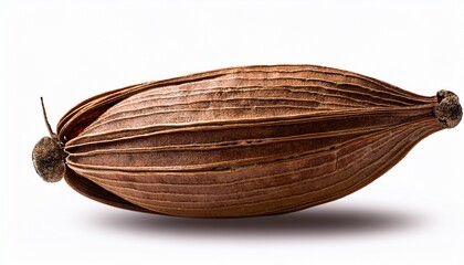 Empty Brown Dried Seed Pod On Transparent Background