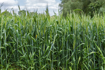 Green stems of wheat in flowering stage on a field