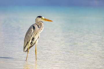 Amazing grey heron portrait fantastic closeup bird photography tropical nature sunrise animal background elegant heron hunting shallow ocean lagoon blur horizon scenic wildlife seascape exotic travel