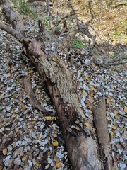 A fallen tree trunk amidst autumn leaves in a natural forest