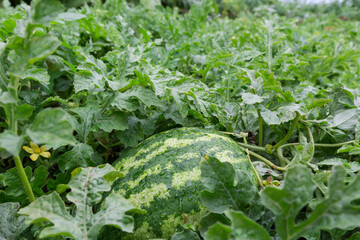 Dark green striped watermelon covered dew among stems on field