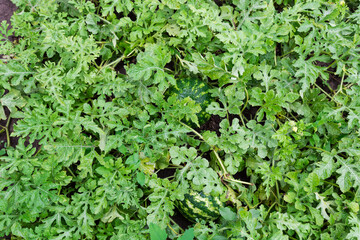 Unripe dark green striped watermelons among the stems on field