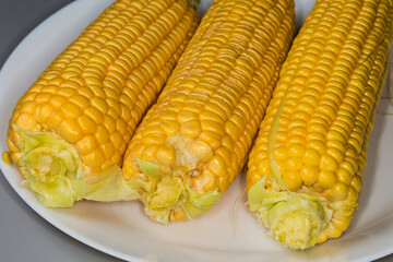 Peeled raw sweet corn ears on dish on gray background