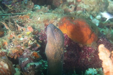 Yellow-edged moray (Gymnothorax flavimarginatus)