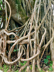 Intricate tree roots creating a natural organic texture, perfect for nature and environment visuals