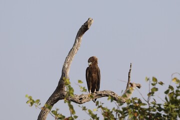 Bateleur eagle perched on a dry tree branch in Kruger National Park, South Africa.