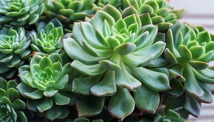 Sedum Succulent Ornamental Houseplant Close Up Detail Patterned Leaves Vertical