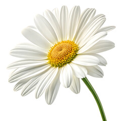 Naklejka premium Elegant White Daisy Flower Isolated on Black Background Close Up View Macro Photography High Resolution Image