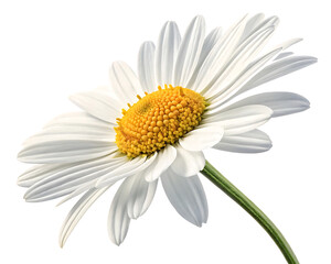 Naklejka premium Elegant White Daisy Flower with Yellow Center on Black Background Captivating Floral Beauty for Springtime Projects