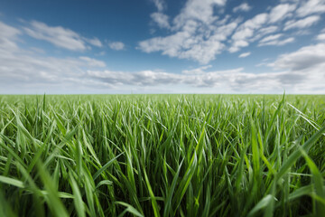 Obraz premium Vibrant green grass sways gently under a vast, bright blue sky dotted with fluffy white clouds on a sunny day in the countryside.