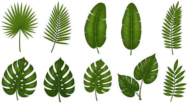 Green tropical leaves collection on white background for design elements