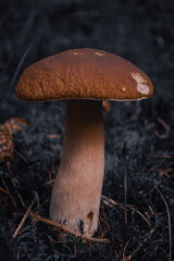 Detailed Mushroom Macro in Forest