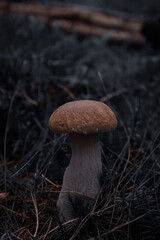 Wild Mushroom in Forest Floor, Moody Style