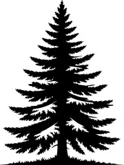 Silhouette of a majestic evergreen tree with detailed branches against a white backdrop