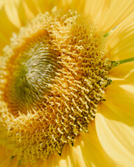 close up of a sunflower