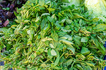 Fototapeta premium Fresh green basil leaves piled together. The vibrant color and texture highlight the herb's culinary use in various dishes.