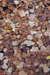 autumn leaves background